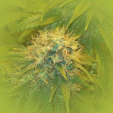 Female Marijuana Seeds Super Skunk