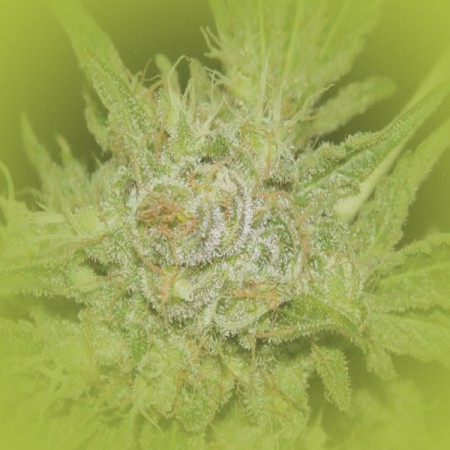 Female Marijuana Seeds Ak-47 Autoflowering